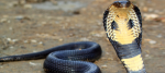 snake.cobra.png