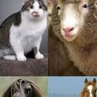 10 animals that have been cloned | Times of India