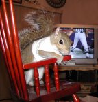 sugarbush squirrel1.jpg