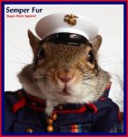 sugarbush squirrel.jpg