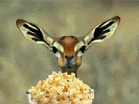 popcorn impala.gif popcorn impala.gif