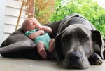 great-dane-with-baby.jpg