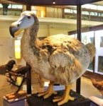 dodo.jpg